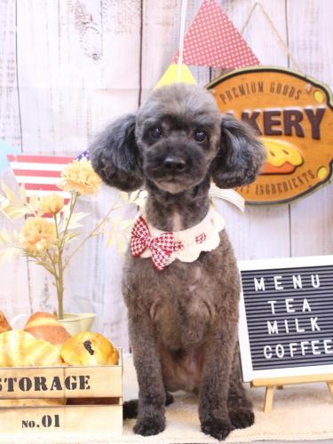 20240908ペコくん